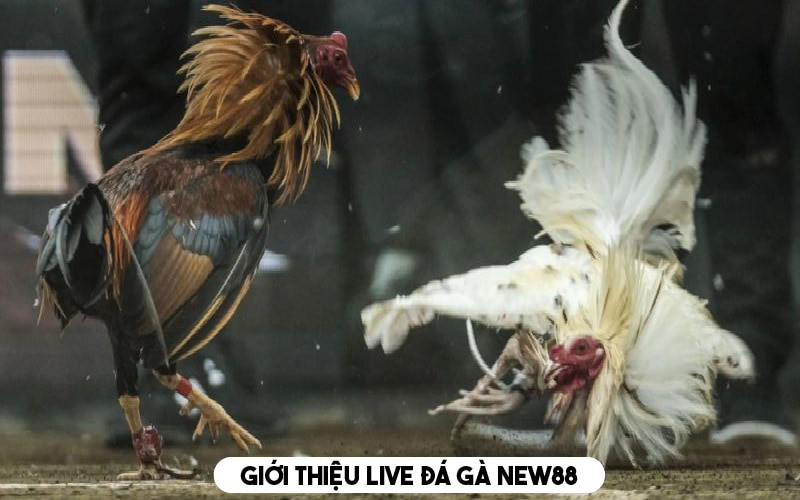 Giới thiệu chuyên mục live đá gà