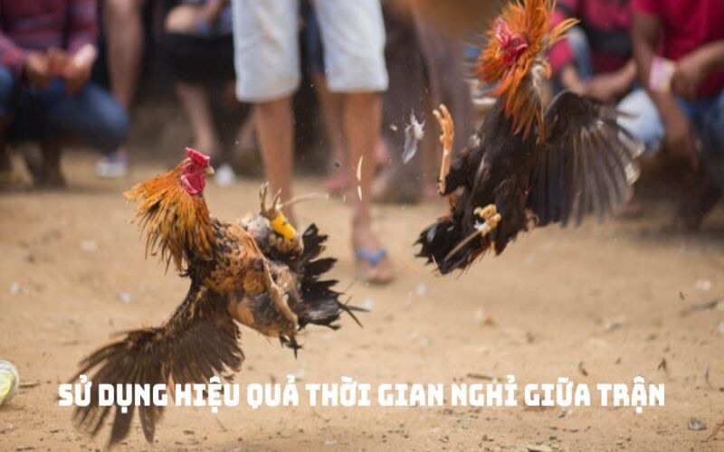 Sử dụng hiệu quả thời gian nghỉ giữa trận